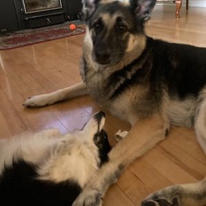 Meet your Posher, Janice